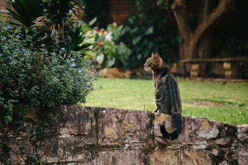 ヨーロピアンショートヘアの後ろ姿