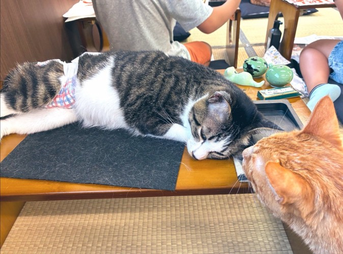 机の上で眠る猫