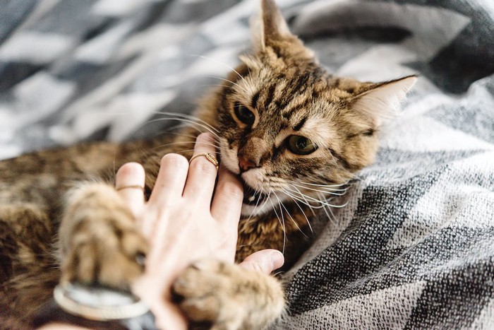 触ろうとする飼い主の手に噛み付く猫