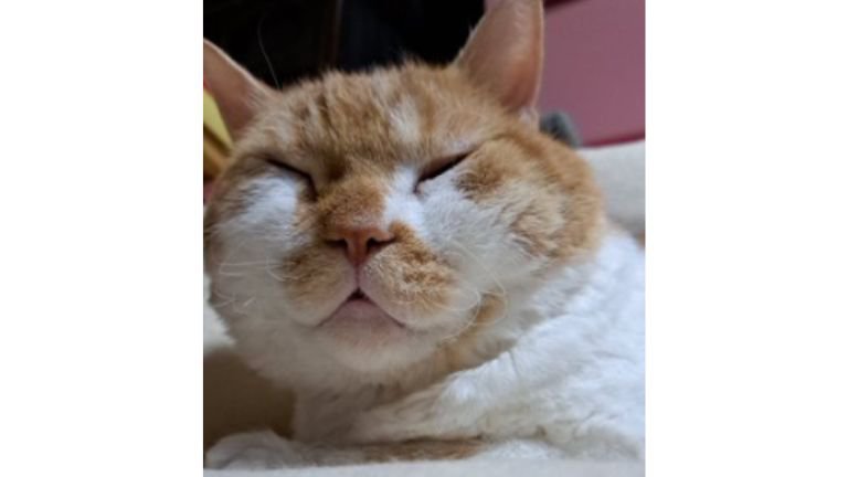 室内にいる猫
