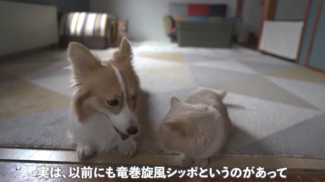 寄り添う犬と猫