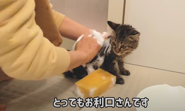 シャンプーされる子猫