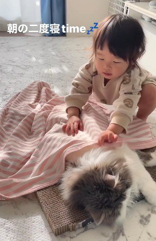 猫にブランケットをかける子ども