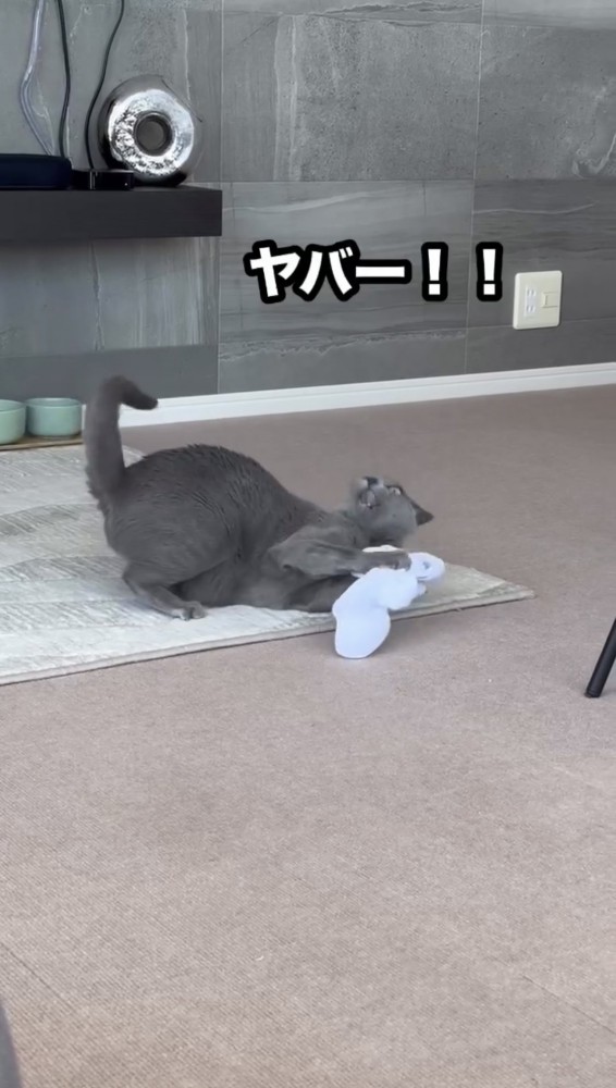 ニオイにリアクションする猫