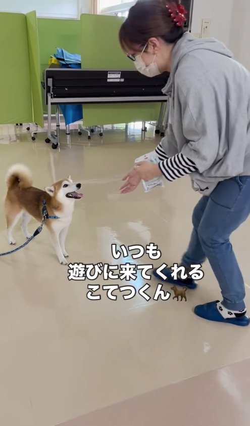 おやつを持った女性を嬉しそうに見つめる柴犬