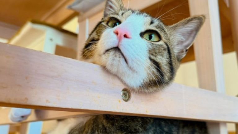 猫とヤモリ