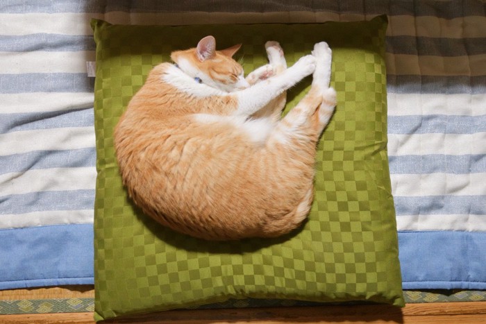 緑のクッションで寝る猫