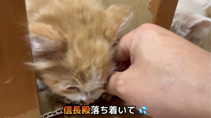 手を押しのける子猫