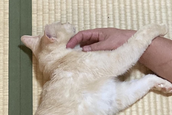 人間の手にじゃれつく猫