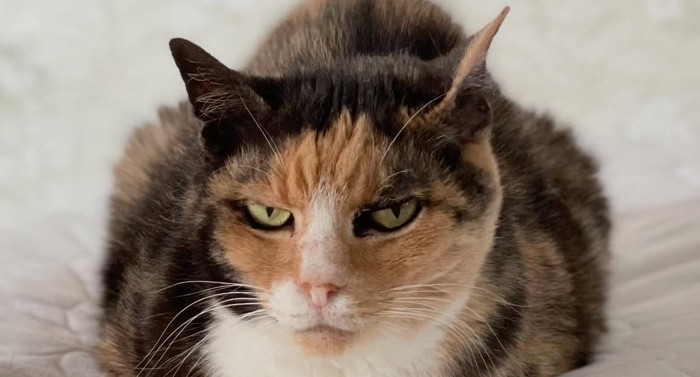 成長した猫