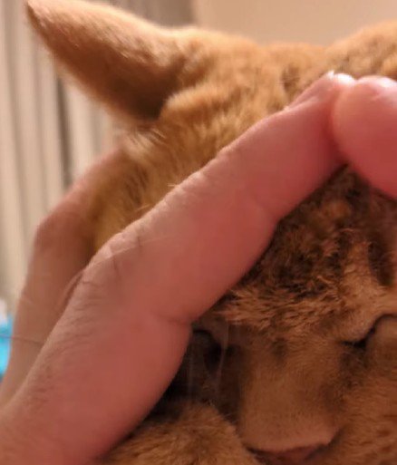 マッサージしてもらう猫