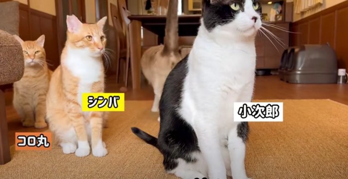 子猫愛好家のみなさん