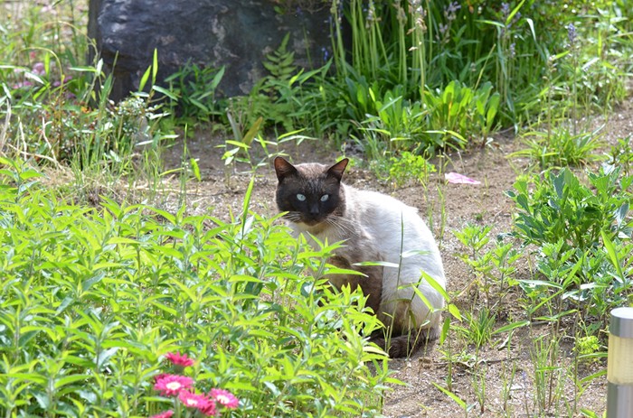 進めない猫