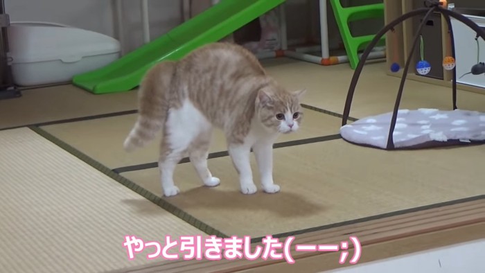 少し力が抜けた猫