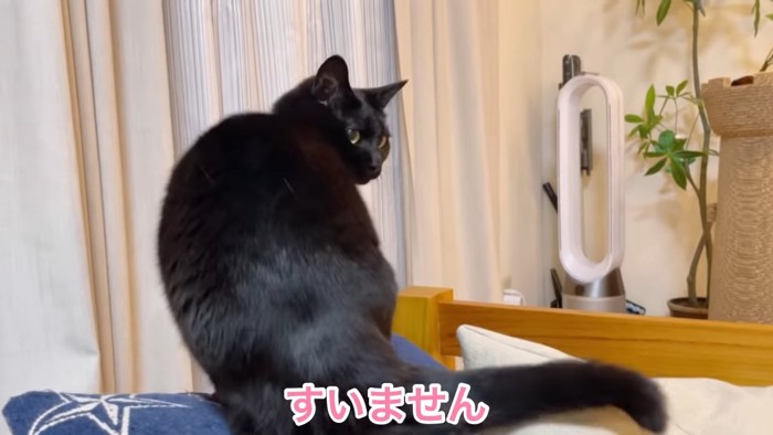 おすわりする猫