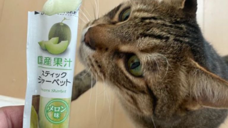 室内にいる猫