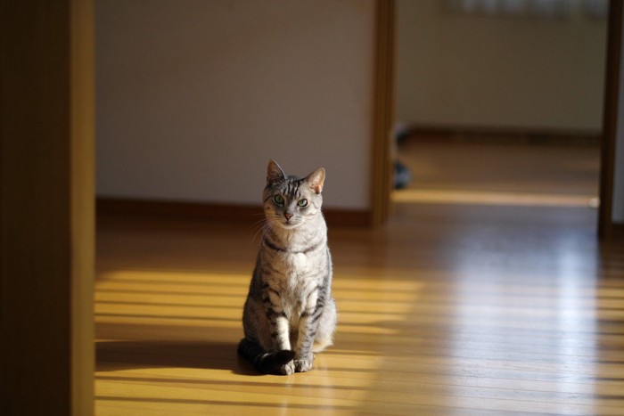 見つめてくる猫