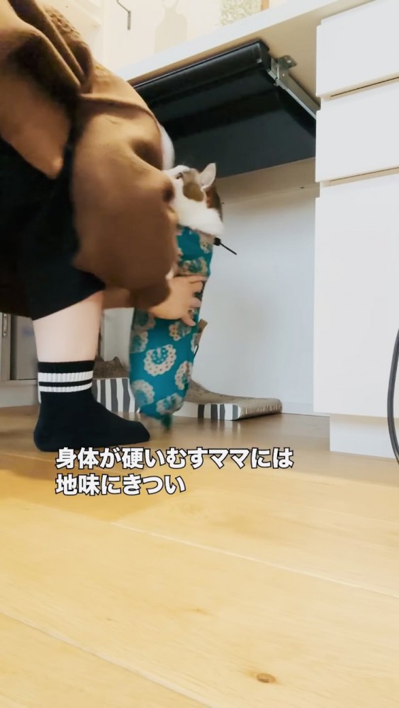 ママに抱っこされるキジ白猫