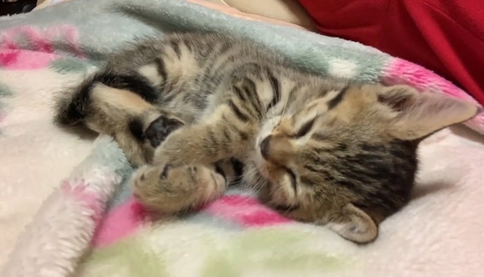横になった子猫1