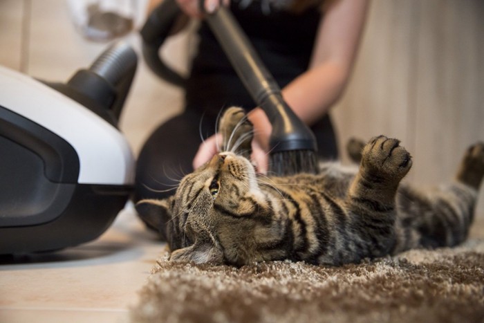 掃除機をかけられる猫