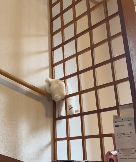 格子の下の方でお尻がハマる白猫