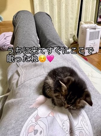 お腹の上で寝る子猫