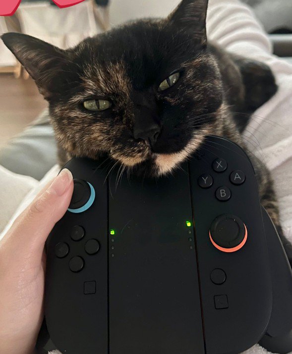 コントローラーに顎を乗せる猫（アップ）