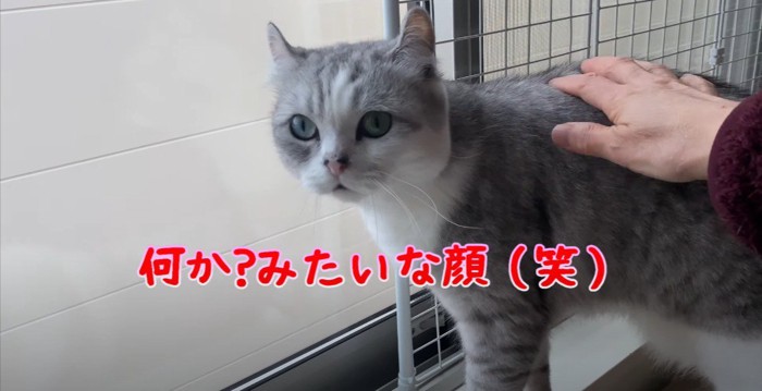 窓際でこちらを見る猫と人の手