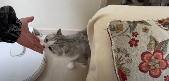 人の手のにおいを嗅ぐ猫