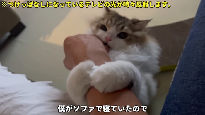 人の手に抱きつく猫