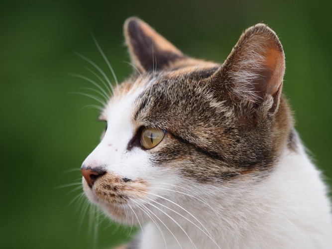 横顔の猫