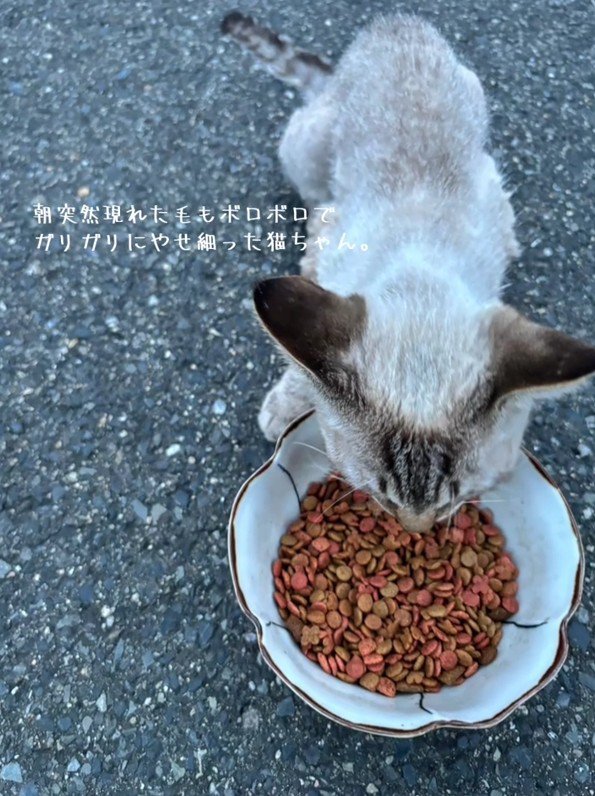 ごはんを食べるガリガリの猫