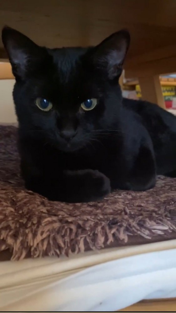 机の下の黒トラ猫