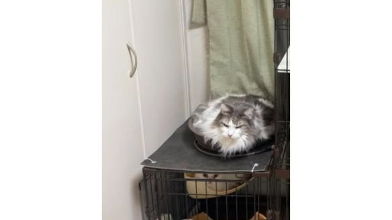 ケージにいる猫