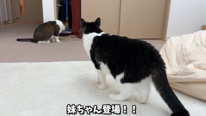 2匹の猫の後ろ姿