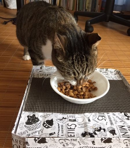 ご飯を食べている猫