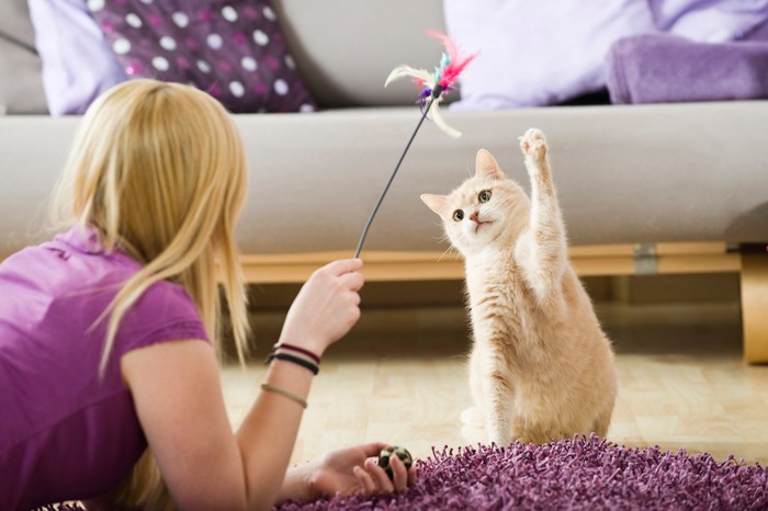 飼い主とおもちゃで遊ぶ猫