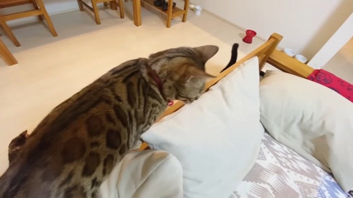 ソファの背もたれにいる猫