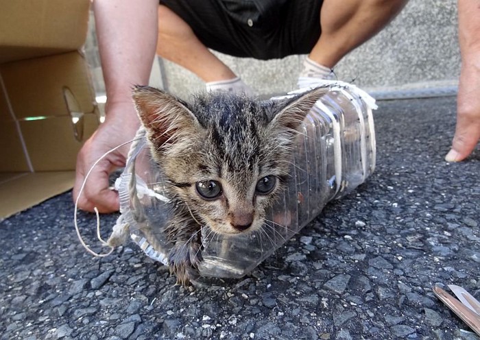 ペットボトルに入っている救出されたココちゃん