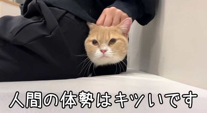 顔を出す猫