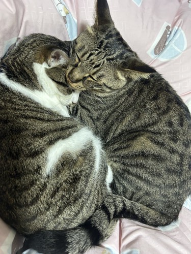 向かい合って眠る2匹の猫（キジトラの頭が上）