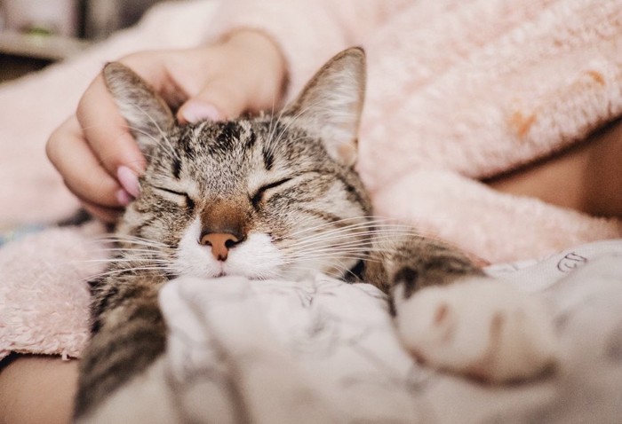 リラックスしている猫