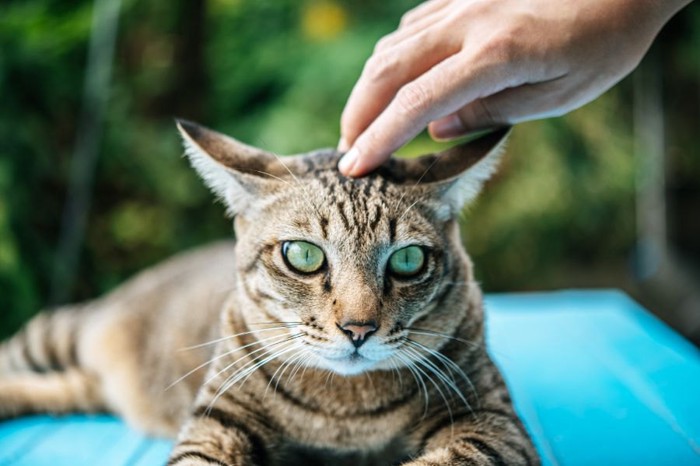 頭をなでられる猫