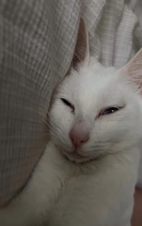 寝ている白猫