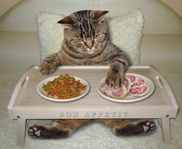 ベッドで朝食をとる猫