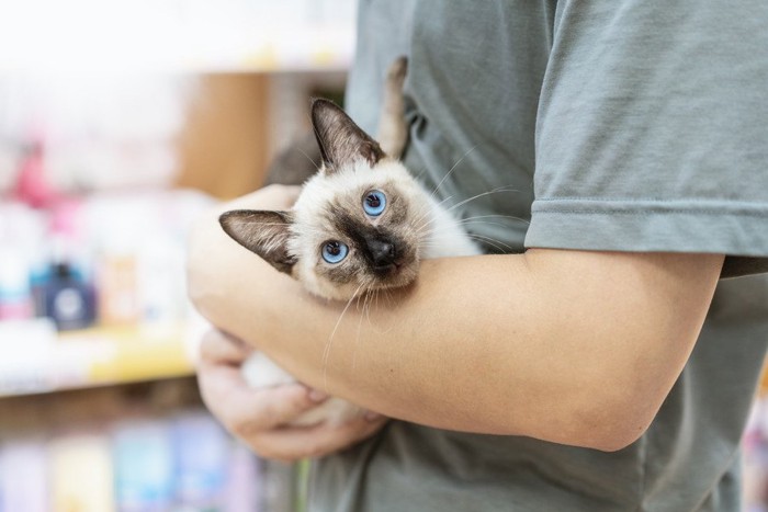 かわいい子猫