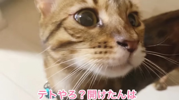 青い首輪の猫