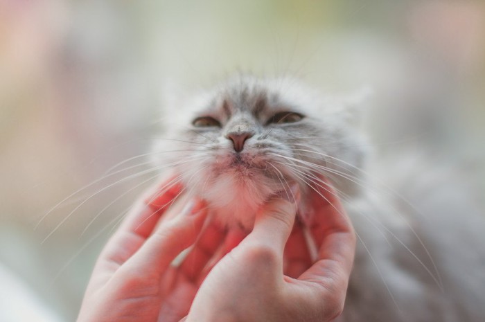 顎をなでられる猫