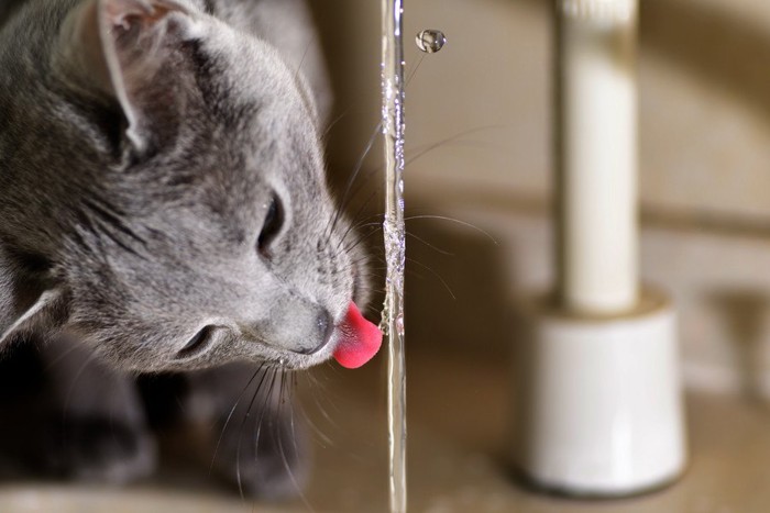 蛇口から水を飲む猫