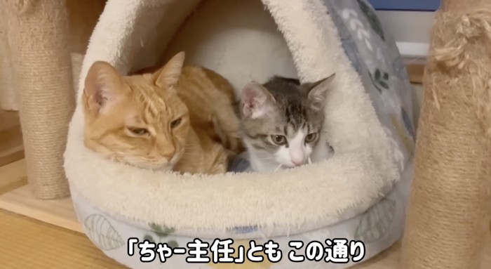 くつろぐたらちゃんと猫